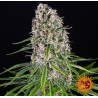 BLUE CHEESE | Barneys Farm | Kaufen cannabis samen