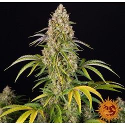CRITICAL KUSH AUTO ·...