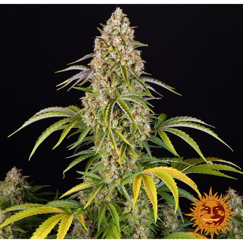 Critical Kush Auto – Graines Autofloraison Barney’s Farm