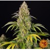 Critical Kush Auto – Sementes Autoflorescentes Barney’s Farm