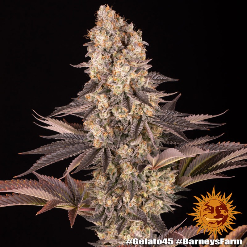 GELATO 45 · Barneys Farm · graines de cannabis · Fem