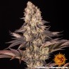 GELATO 45 · Barneys Farm · graines de cannabis · Fem