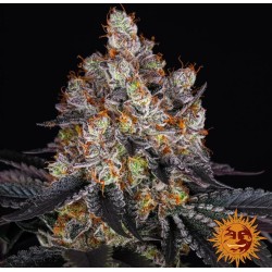 GELATO · Barneys Farm ·...