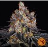 GELATO · Barneys Farm · semillas de marihuana · Fem