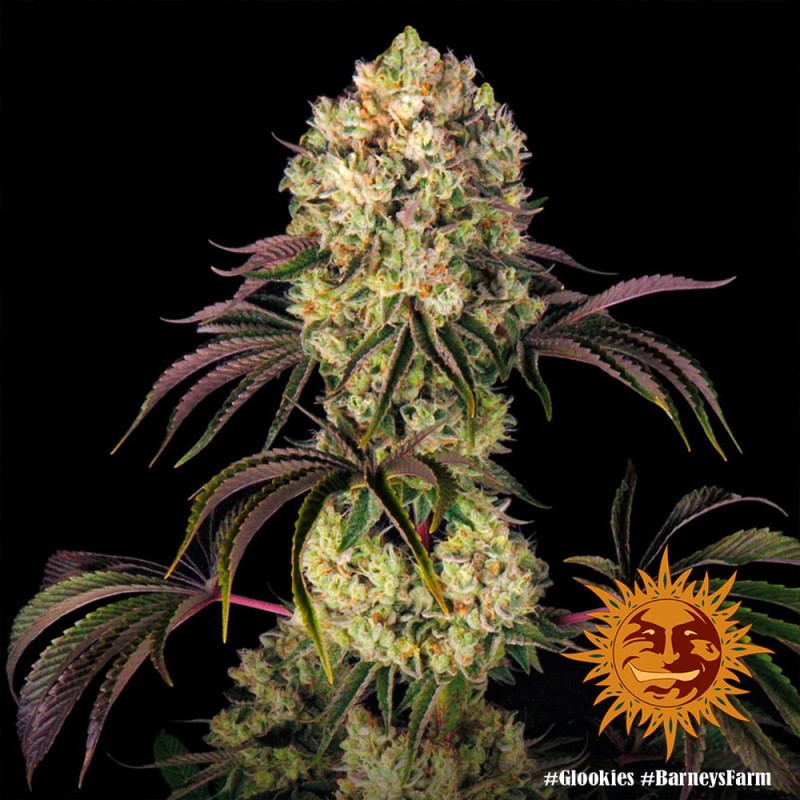 GLOOKIES · Barneys Farm · graines de cannabis · Fem