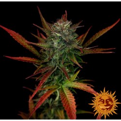 GLUE GELATO AUTO · Barneys...