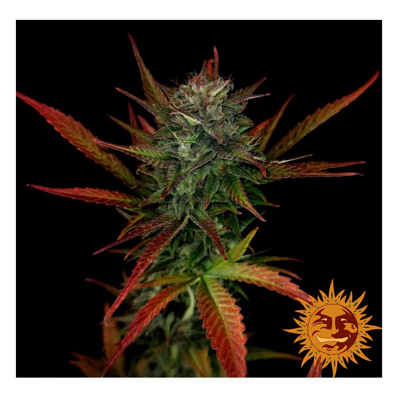 GLUE GELATO AUTO · Barneys Farm · semi di canapa · AutoFem