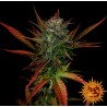GLUE GELATO AUTO · Barneys Farm · sementes de maconha · AutoFem