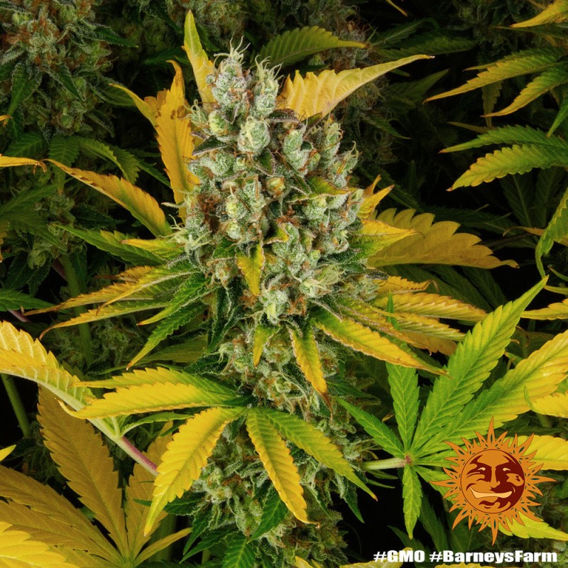 GMO · Barneys Farm · graines de cannabis · Fem