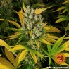 GMO · Barneys Farm · semillas de marihuana · Fem