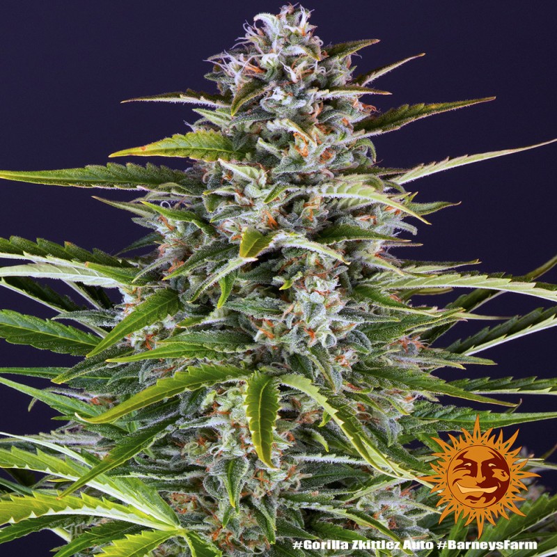 Gorilla Zkittlez Auto Samen | Barney's Farm | Kraftvoller Hybrid | Dr.Green