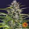 Graines Gorilla Zkittlez Auto | Barney's Farm | Hybride Puissant | Dr.Green