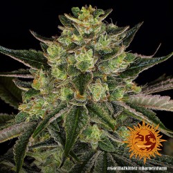 GORILLA ZKITTLEZ · Barneys...