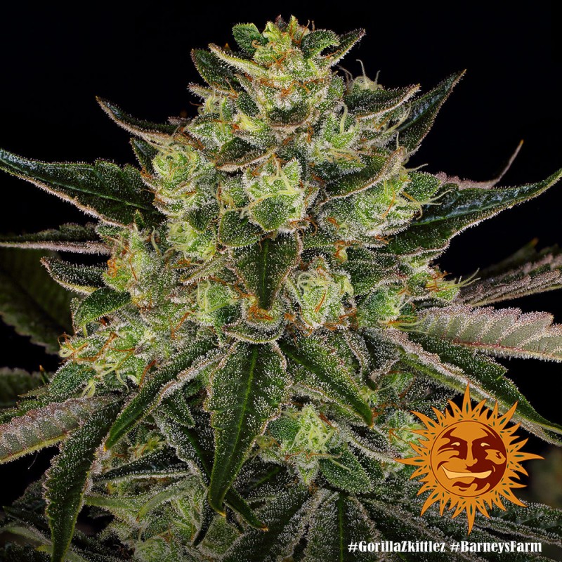 GORILLA ZKITTLEZ de Barneys: Sementes Feminizadas Premium
