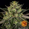 GORILLA ZKITTLEZ de Barneys: Sementes Feminizadas Premium