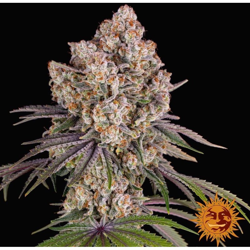 ICE CREAM CAKE · Barneys Farm · kenevir tohum · Disi · Fem