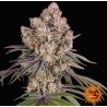 ICE CREAM CAKE · Barneys Farm · semi di canapa · Fem