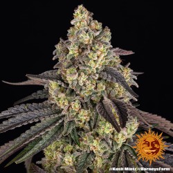 KUSH MINTZ · Barneys Farm ·...