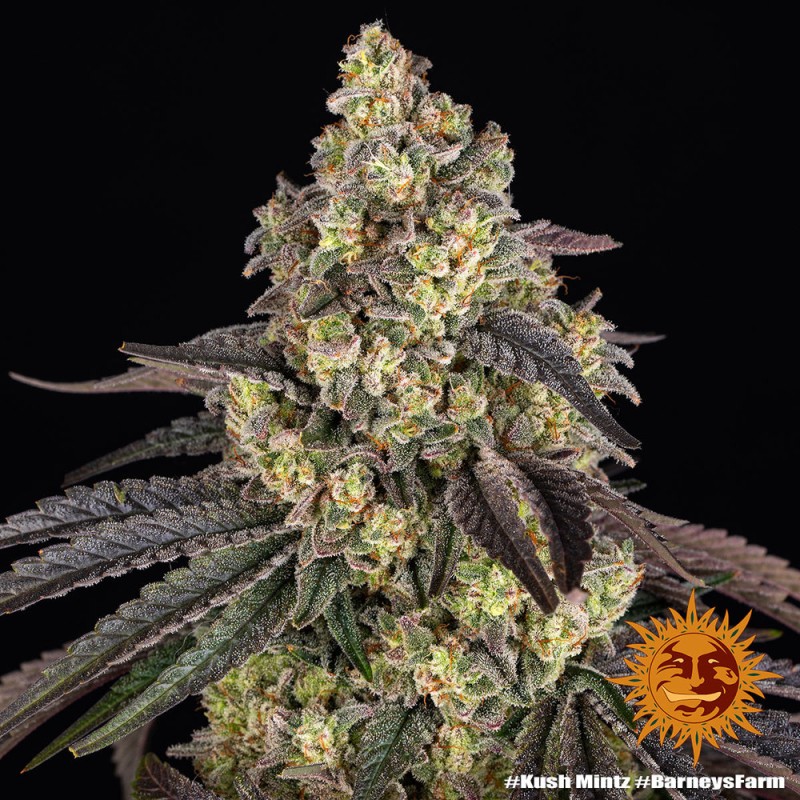 KUSH MINTZ · Barneys Farm · graines de cannabis · Fem