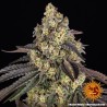 KUSH MINTZ · Barneys Farm · kenevir tohum - Disi  · Fem