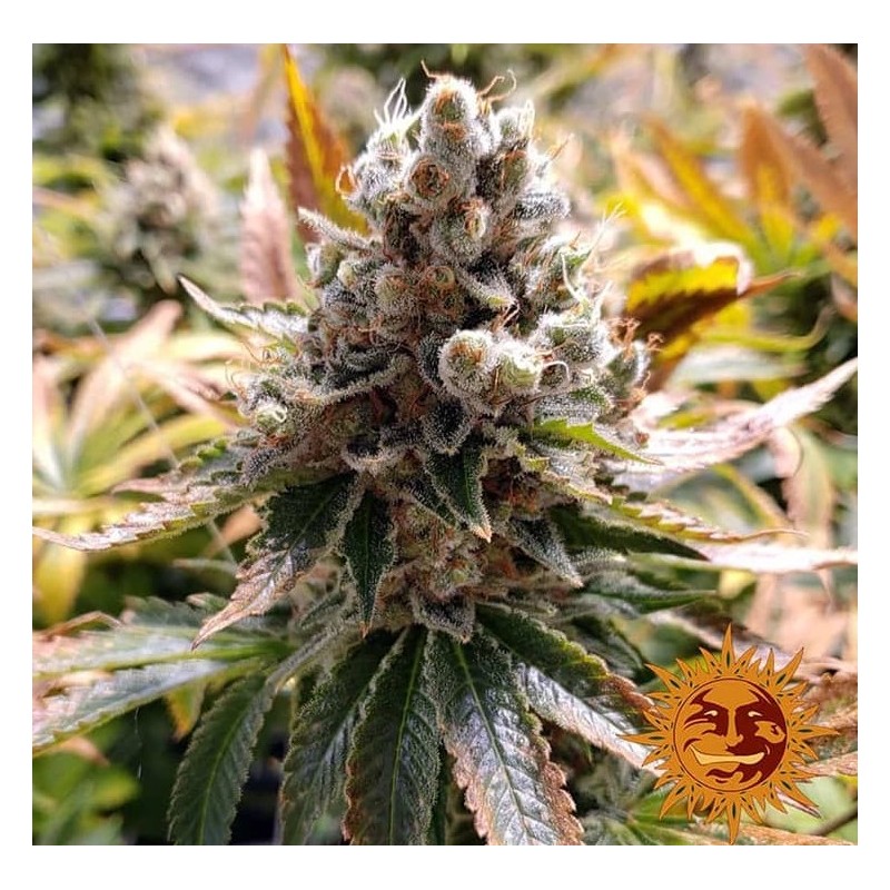 LAUGHING BUDDHA · Barneys Farm · kenevir tohum - Disi  · Fem