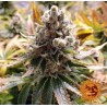 LAUGHING BUDDHA · Barneys Farm · semillas de marihuana · Fem