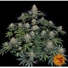 LEMON DRIZZLE · Barneys Farm  · sementes de maconha · Fem