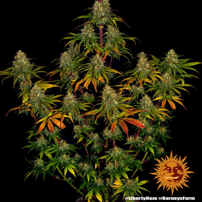 Liberty Haze: Potenza Premiata ed Energia Sativa | Barney's Farm