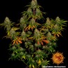 LIBERTY HAZE · Barneys Farm · semillas de marihuana  · Fem