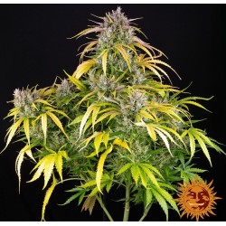 LSD AUTO · Barneys Farm ·...