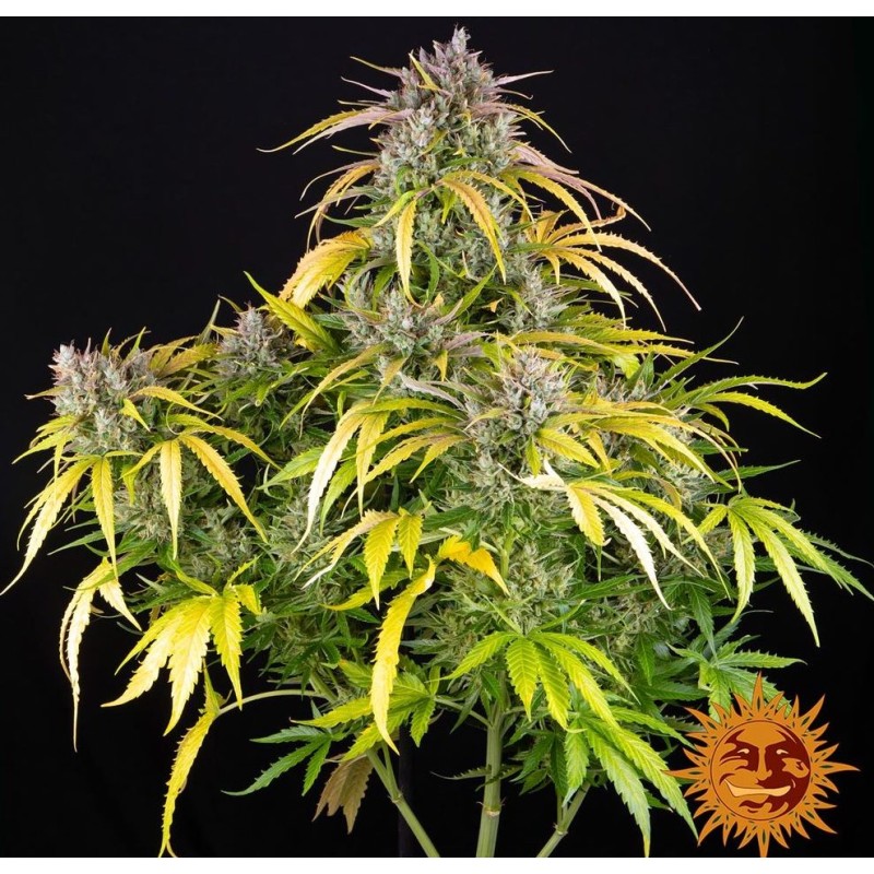 LSD AUTO · Barneys Farm · graines de cannabis  · AutoFem