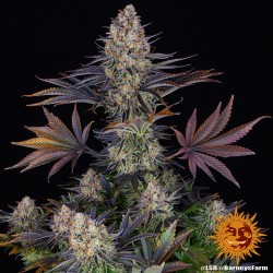 LSD · Barneys Farm ·...