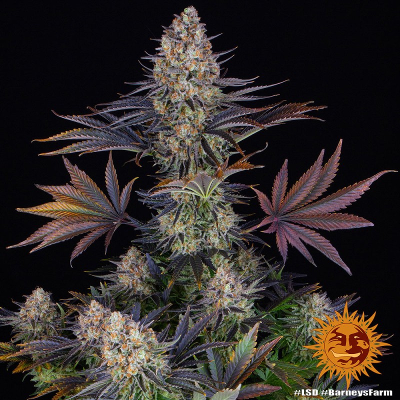 LSD · Barneys Farm · cannabis seeds · Fem