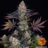 LSD · Barneys Farm · cannabis seeds · Fem