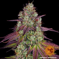 MIMOSA EVO · Barneys Farm ·...