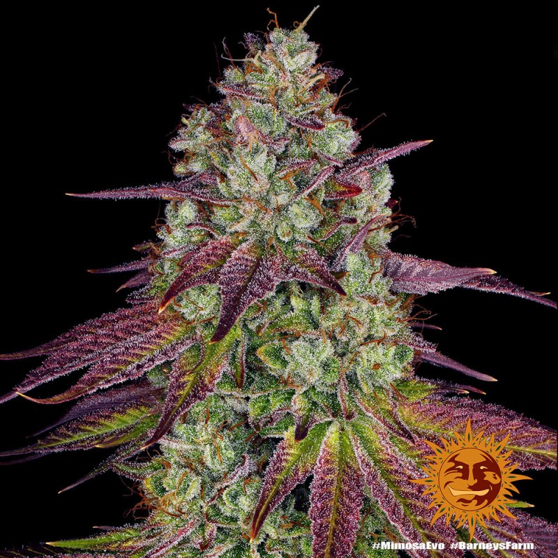 MIMOSA EVO · Barneys Farm · cannabis seeds · Fem