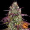 MIMOSA EVO · Barneys Farm  · kaufen cannabis samen · Fem