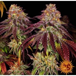 MIMOSA X ORANGE PUNCH AUTO...