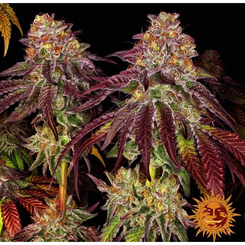 PURPLE PUNCH AUTO | CANNABIS SAMEN · AUTOFEM