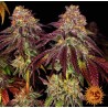 MIMOSA X ORANGE PUNCH AUTO · Barneys Farm · graines de cannabis · AutoFem