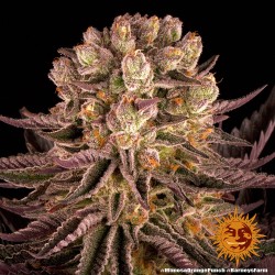 MIMOSA X ORANGE PUNCH ·...