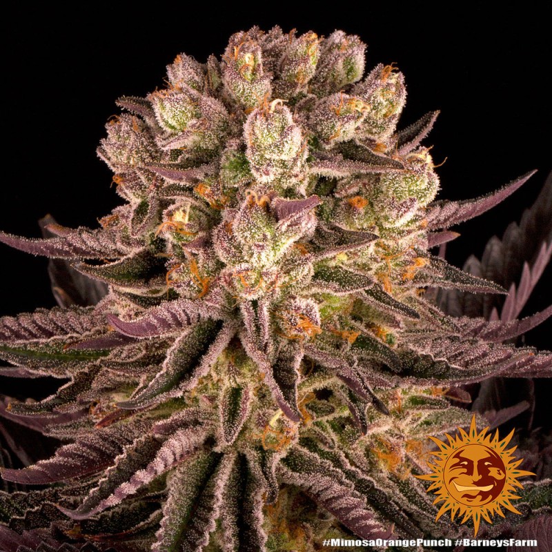 MIMOSA X ORANGE PUNCH · Barneys Farm · sementes de maconha · Fem