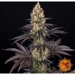 OG KUSH · Barneys Farm ·...