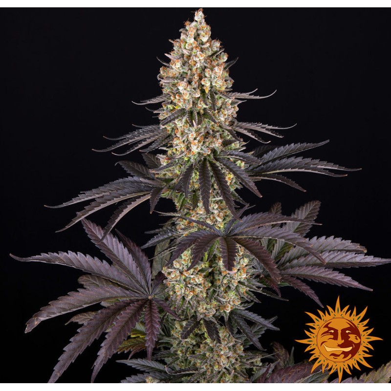 OG KUSH · Barneys Farm · graines de cannabis · Fem