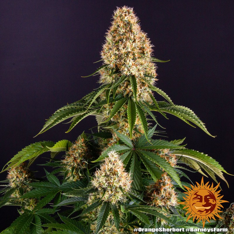 ORANGE SHERBERT · Barneys Farm · sementes de maconha  · Fem