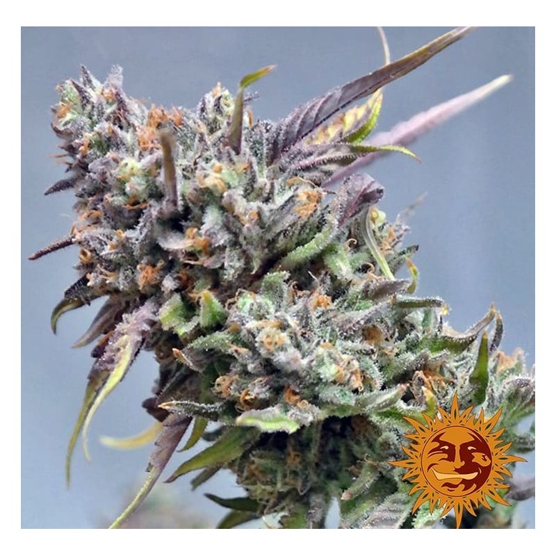 PEYOTE COOKIES · Barneys Farm · semi di canapa indiana · Fem