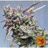 PEYOTE COOKIES · Barneys Farm · graines de cannabis · Fem
