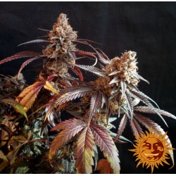 PEYOTE CRITICAL · Barneys...