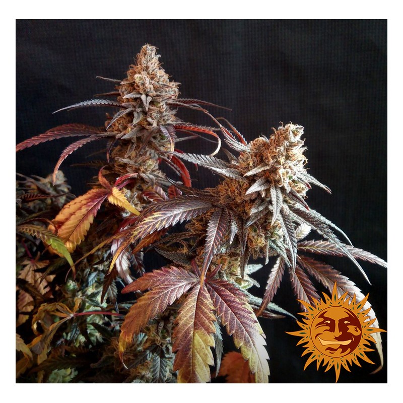 PEYOTE CRITICAL · Barneys Farm · semi di canapa indiana  · Fem