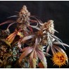 PEYOTE CRITICAL · Barneys Farm · graines de cannabis   · Fem
